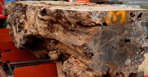 有3000年历史重3吨 罕见胡恩松木 价值43万