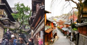 京都百年樱花树倒 压伤62岁教师