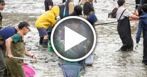 台中興大學湖抽干百人清池 撈出300隻生物含外來種
