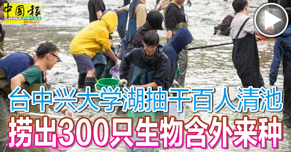 台中兴大学湖抽干百人清池 捞出300只生物含外来种