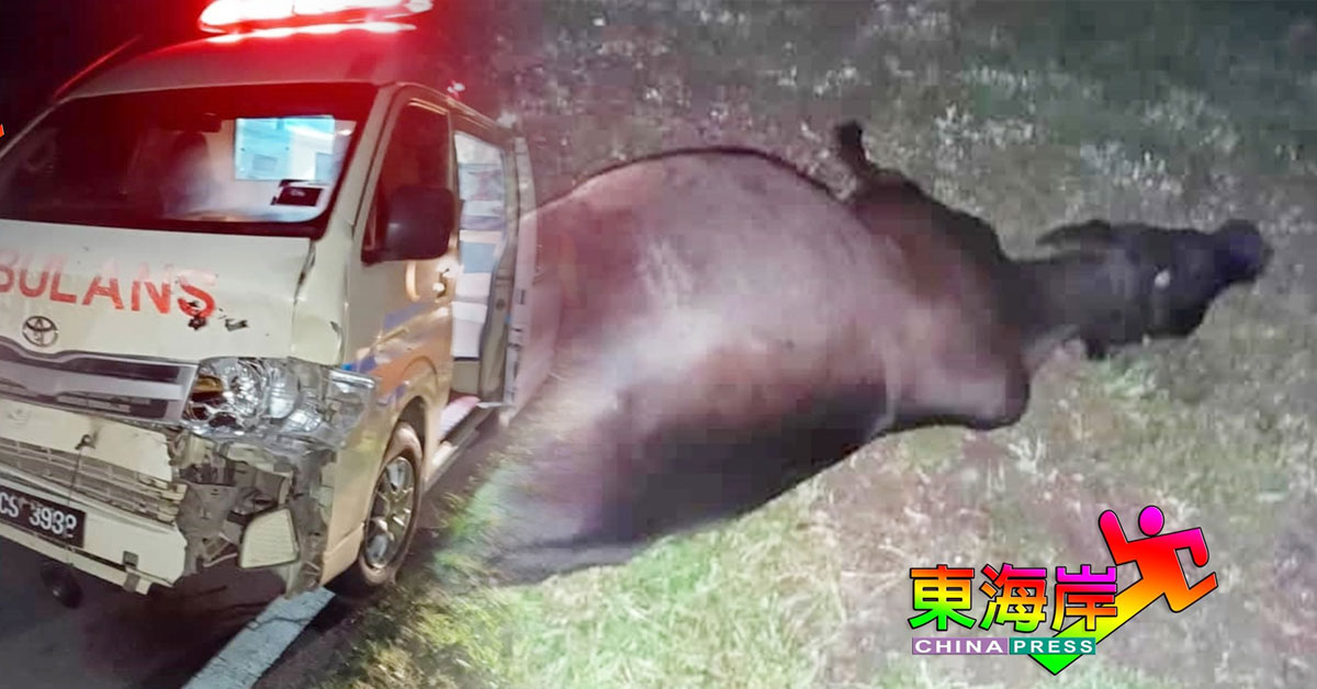 道路遊盪 救護車猛撞 車毀牛亡 誰負責？