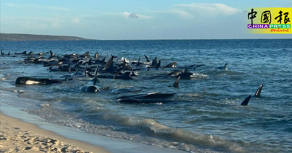 百鲸搁浅 西南澳海岸