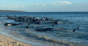 百鲸搁浅 西南澳海岸