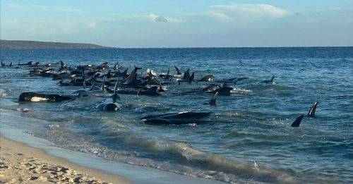 百鯨擱淺 西南澳海岸