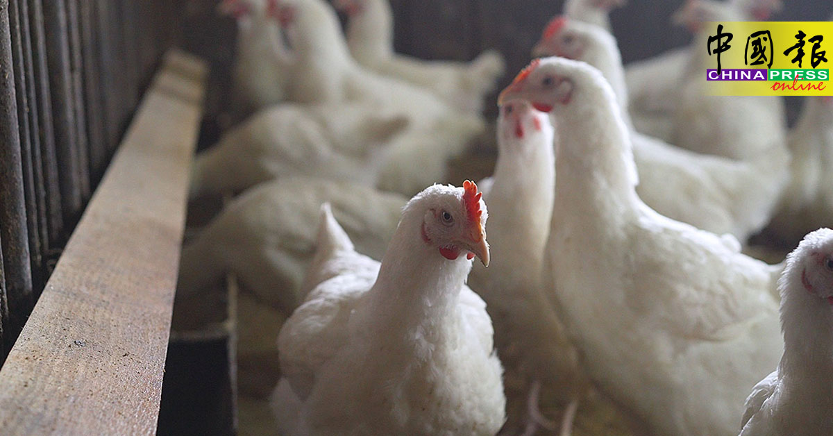 世卫吁加强全球禽流感监测