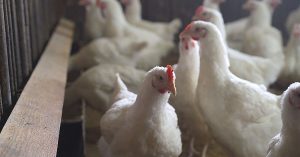 世卫吁加强全球禽流感监测