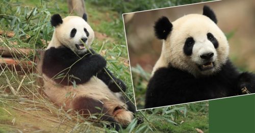 中國熊貓外交延續 “金喜”“茱萸”　將前往西班牙