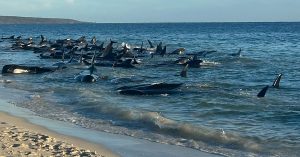 逾百头领航鲸海滩搁浅 或将被迫安乐死
