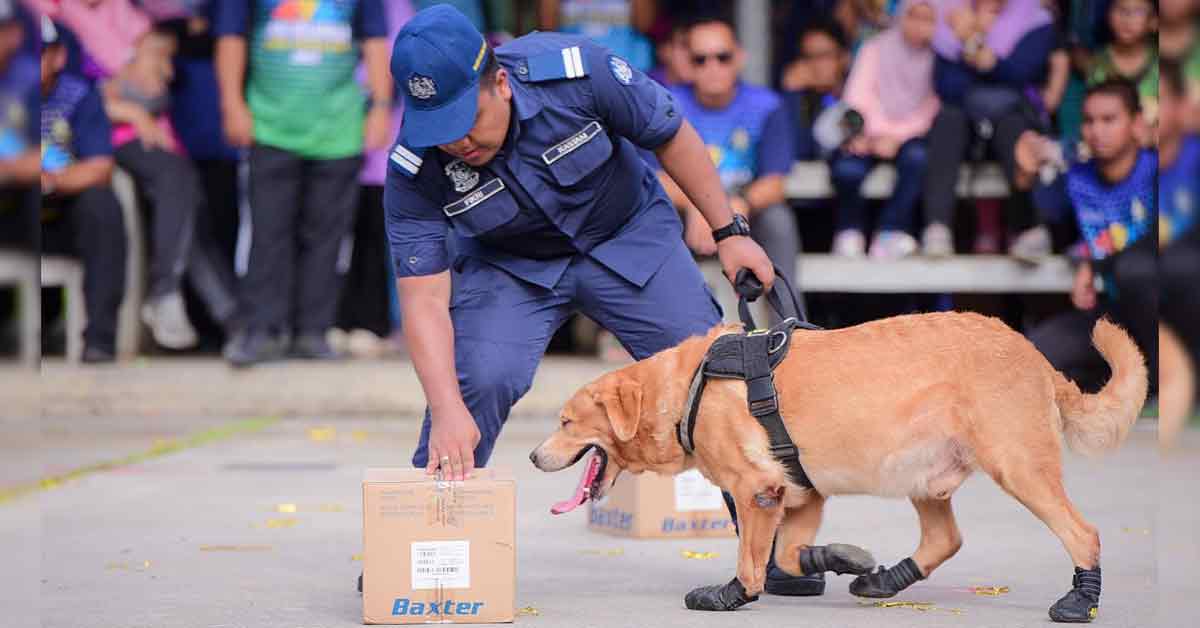 关税局缉毒组花百万 买入20只缉毒犬