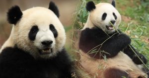 中国延续与西班牙外交 再派送两只大熊猫　