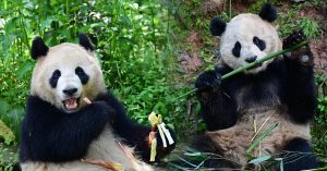 大熊猫“云川” “鑫宝” 将从华赴美旅居10年