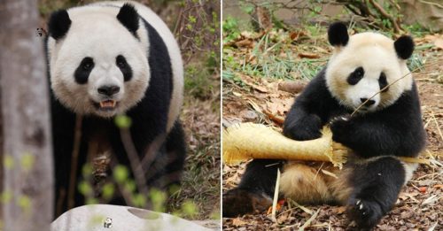中国大熊猫“金喜”“茱萸” 开启10年旅居西班牙生活