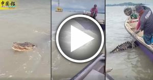 看片！捕大鳄鱼视频曝光 渔民海上缠斗2小时
