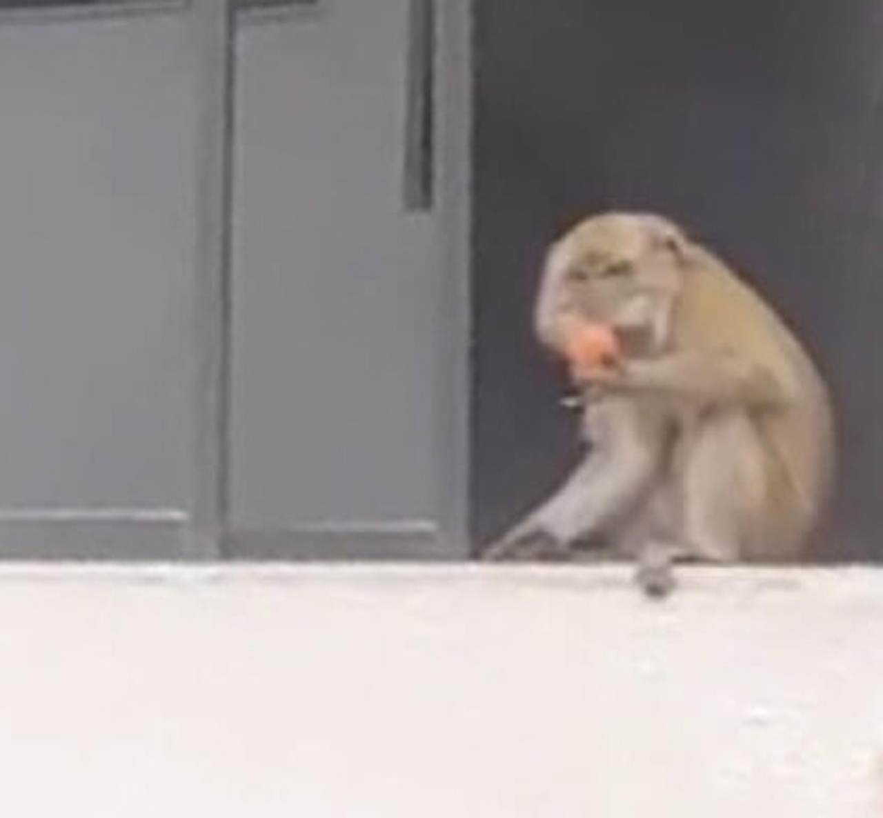 猴子拿着水果，坐在窗边吃。（取自STOMP）