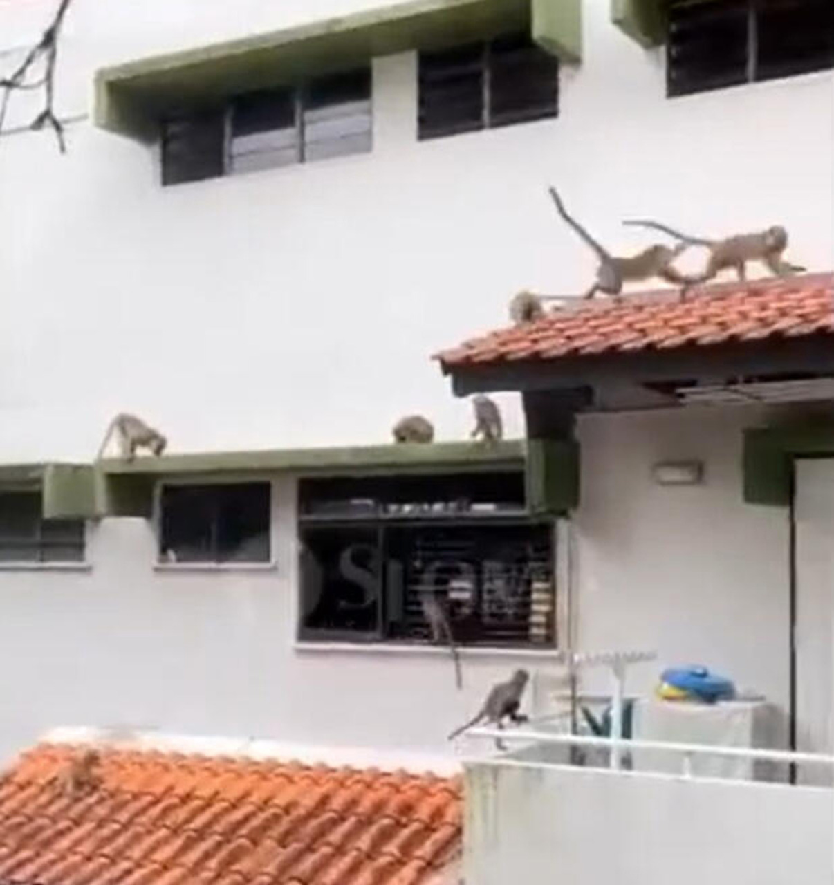 数只野猴爬上公寓的房檐。（取自STOMP）
