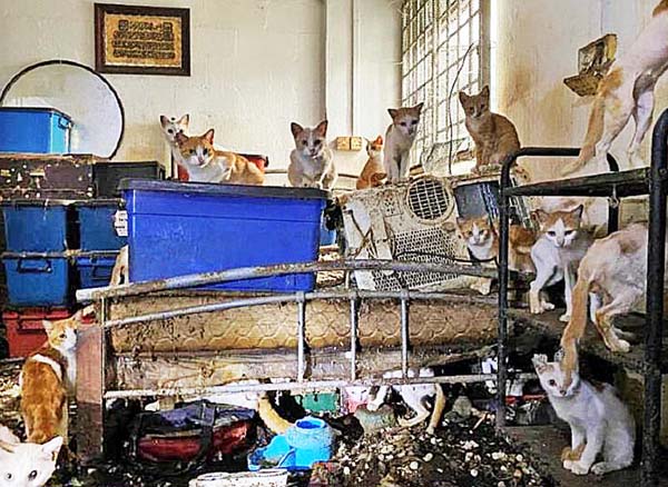屋里的41只猫都营养不良，多只身上都有皮肤问题，屋里还有两只猫的腐尸。（公园局提供）