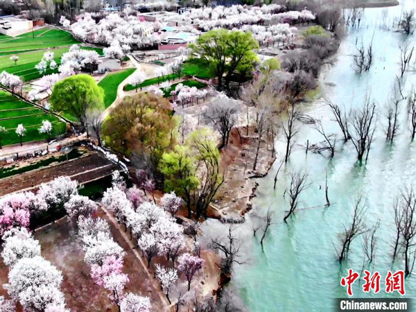 <b>青海踏青赏花</b>－－　经历漫长冬季，中国青海高原春来晚，至4月中旬，素有“青藏门户”之称的青海省海东市各县区繁花次第开放，民众逐渐开启踏青赏花季。在黄河岸畔的民和县马场垣乡下川口村，千亩桃花竞相开放，游客漫步其中感受着高原“迟来”的春日美景。（中新网）
