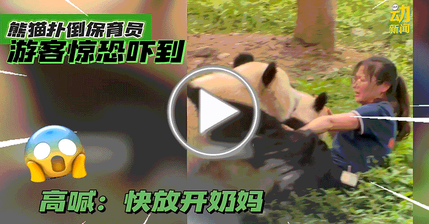 动新闻｜熊猫扑倒保育员 游客吓到大喊