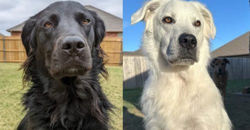 黑狗患白斑症 养2年半变成白狗