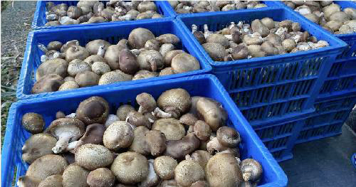 气候暖化导致产量减半 台湾恐陷“香菇荒”