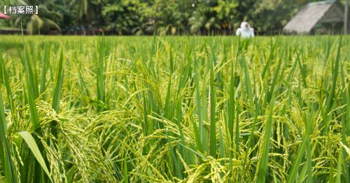 极端天气持续至7月 稻农：恐影响明年生产量