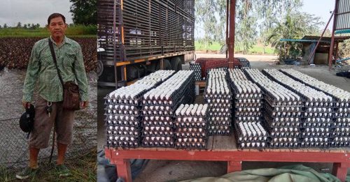 极端高温 鸭蛋产量大减 泰鸭农被迫出售5200只鸭