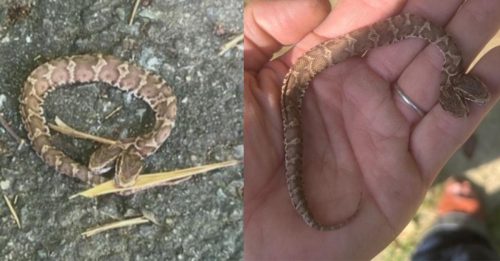 日本福冈山区 惊现极罕见双头蛇
