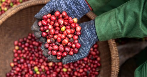 罗布斯塔咖啡豆飙天价 和越南疯种“果王”有关？
