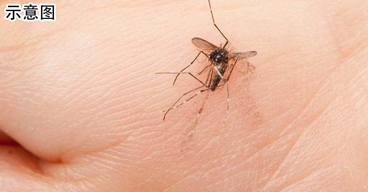 专家表示，耳朵味道较重、睡觉时二氧化碳浓度较高，容易吸引蚊子飞到耳边；如果开灯后没看到蚊子，可以往较暗的地方或物品上找。