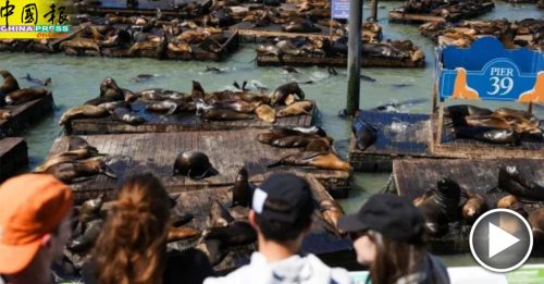 逾千只海狮聚集旧金山码头 数量创15年新高