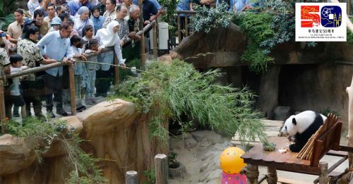 马中“熊猫外交”10周年纪念Part 7｜连接马中关系重要纽带 熊猫是中国友谊的使者