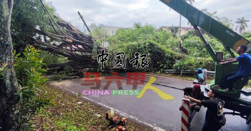 好惊险！圣约翰山路大树倒下 砸中1车1摩哆