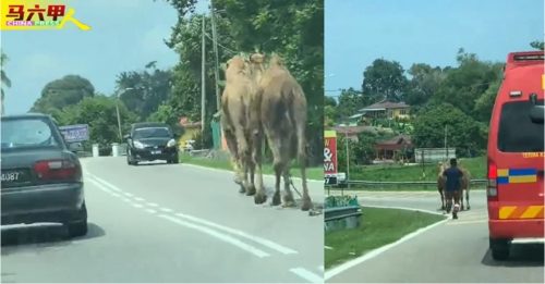 骆驼路上跑视频再流传 主人以为骆驼又逃了