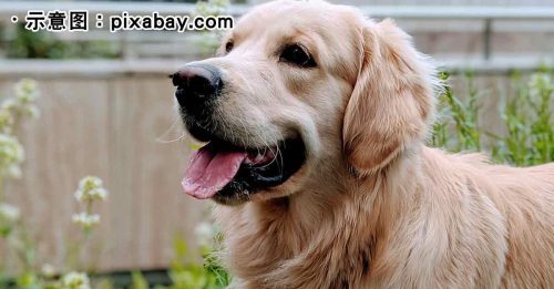 当跑腿走私黄金猎犬 大马男监6周