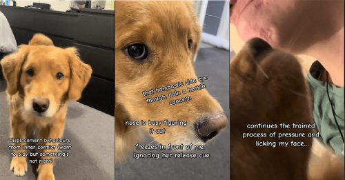 黄金猎犬诡异凝视嗅味道 预知女主人晕眩 后续施救驾神技