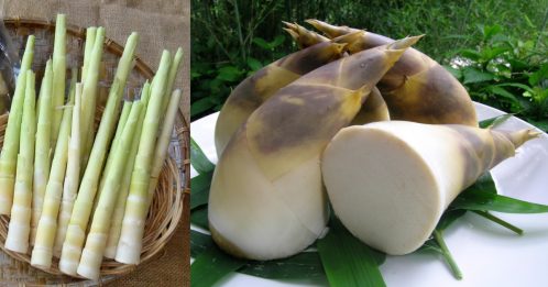 异国滋味｜竹笋吃当季