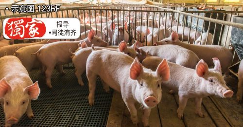 独家｜目前仅槟州调降生猪价 其他州属按兵不动