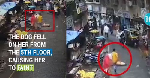 一条狗5楼坠落 砸死4岁女童