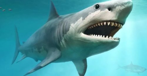 分成3大族群 居不同海域 大白鲨面临更高灭绝风险