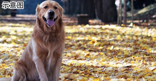 她拼3年才怀上 阿金一吓就没了
