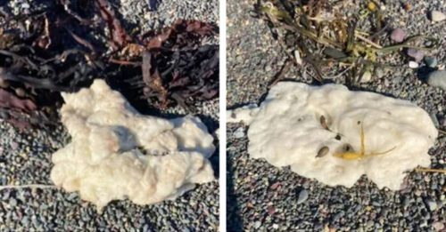 什么来的？这片海滩 出现大量白色黏稠物