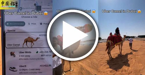 妹子沙漠迷路 叫Uber 竟派来骆驼｜附音频