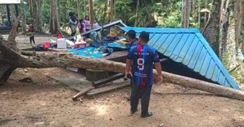 生态公园大树倒下 压伤狮城男子