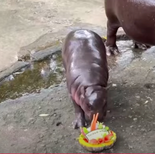 预测美国总统大选 “弹跳猪”选了这一位