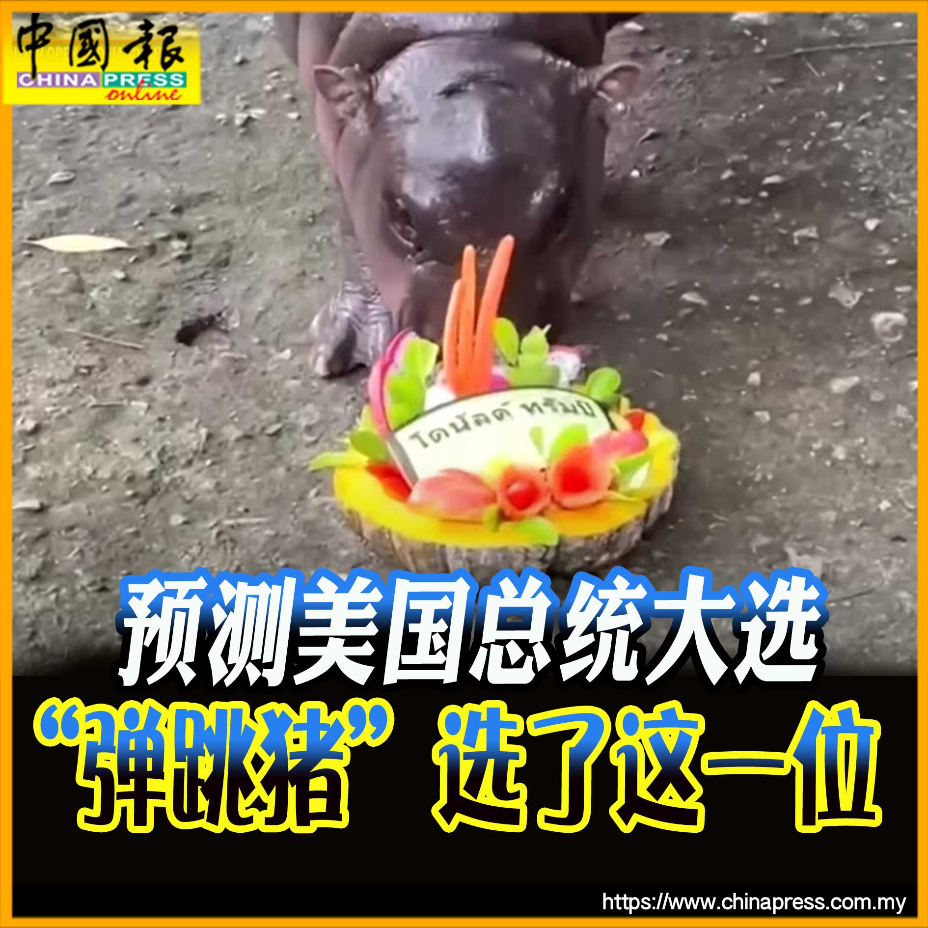 预测美国总统大选 “弹跳猪”选了这一位