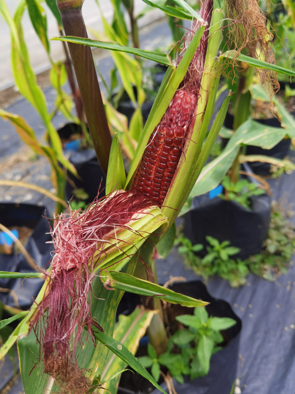 食在好吃｜带你去看米玉栽种过程