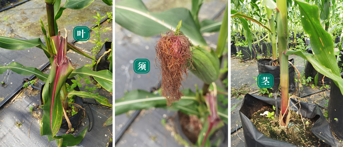 食在好吃｜带你去看米玉栽种过程