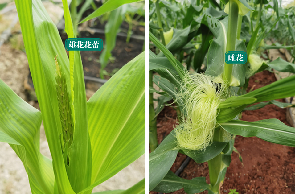 食在好吃｜带你去看米玉栽种过程