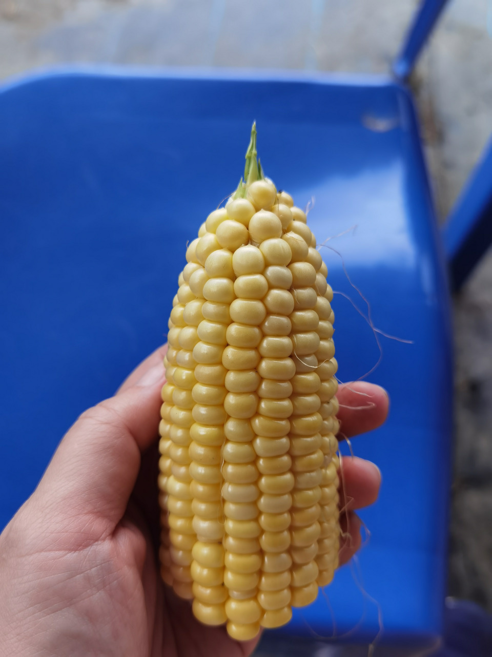 食在好吃｜带你去看米玉栽种过程