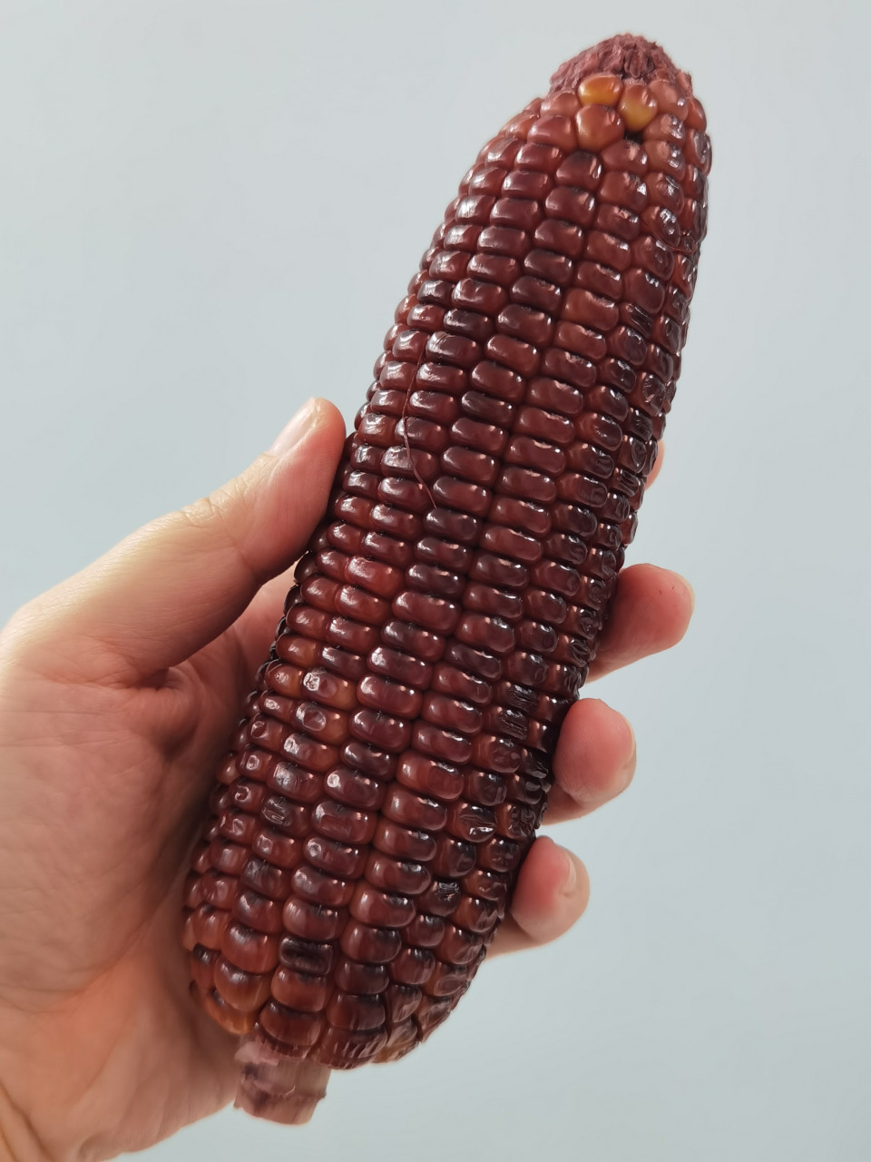 食在好吃｜带你去看米玉栽种过程